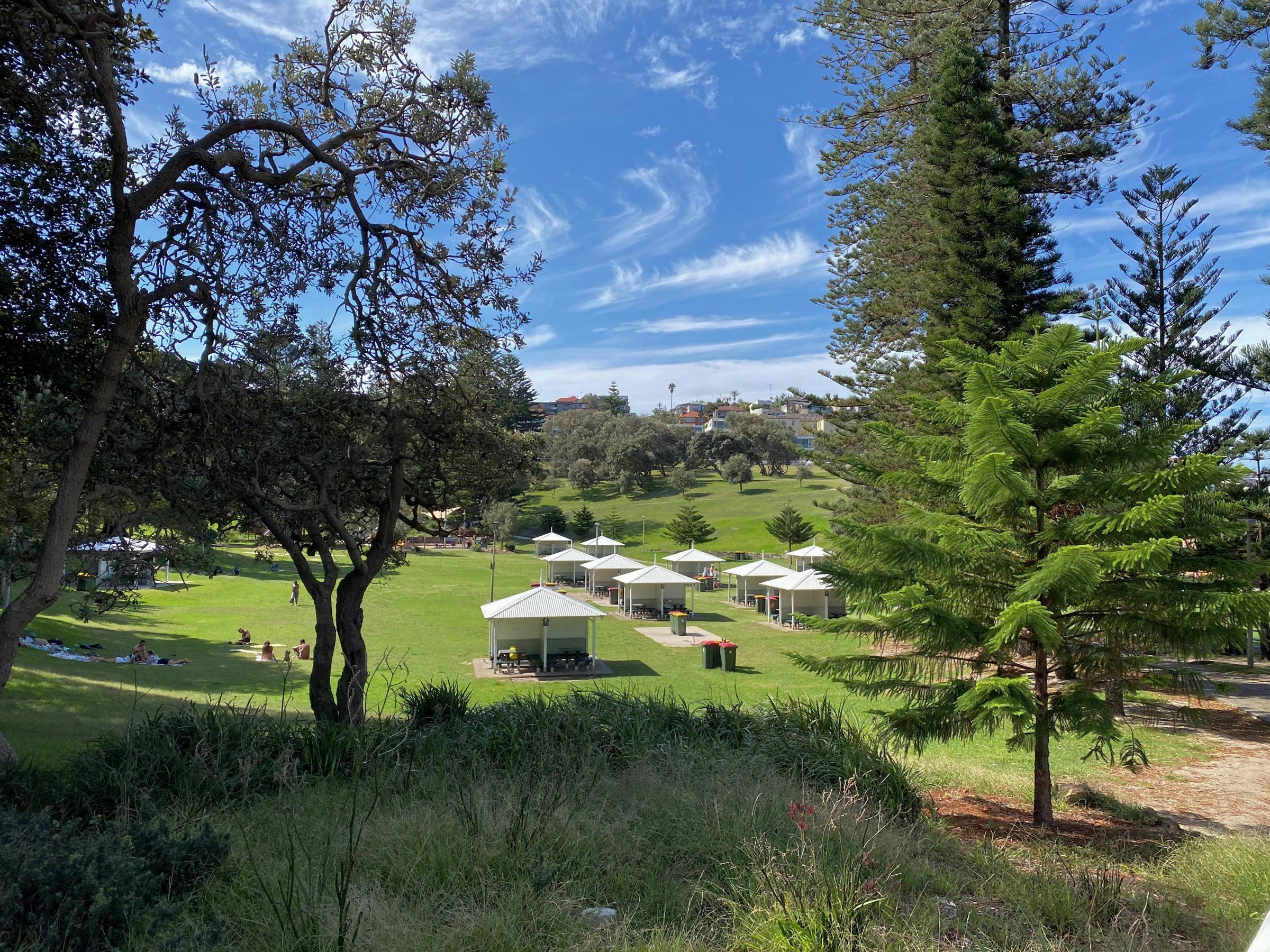 Bronte Park on a sunny day, picnic shelters on the lawn under Norfolk pines