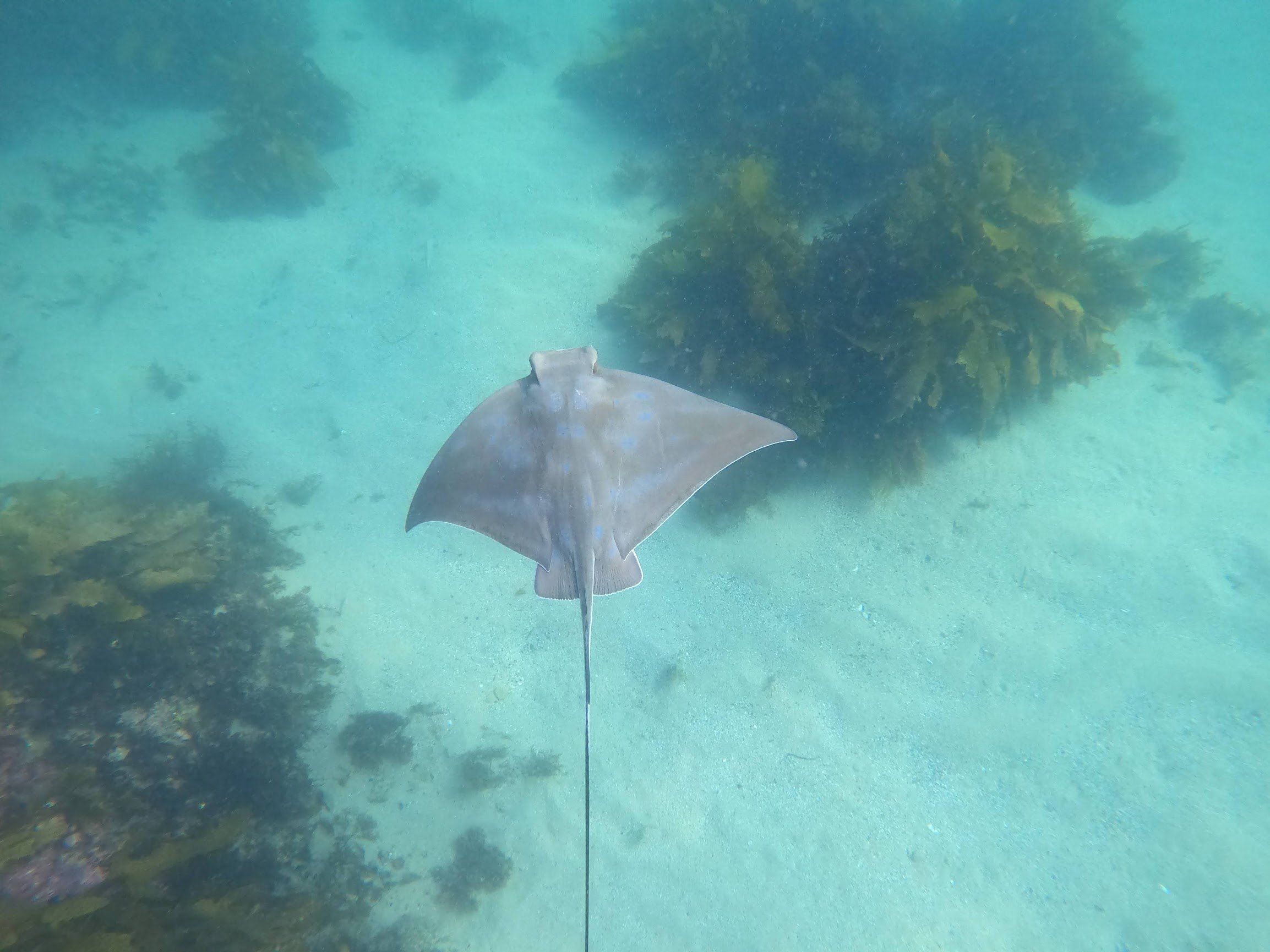 An eagle ray swimming over sand and kelp in Cabbage Tree Bay