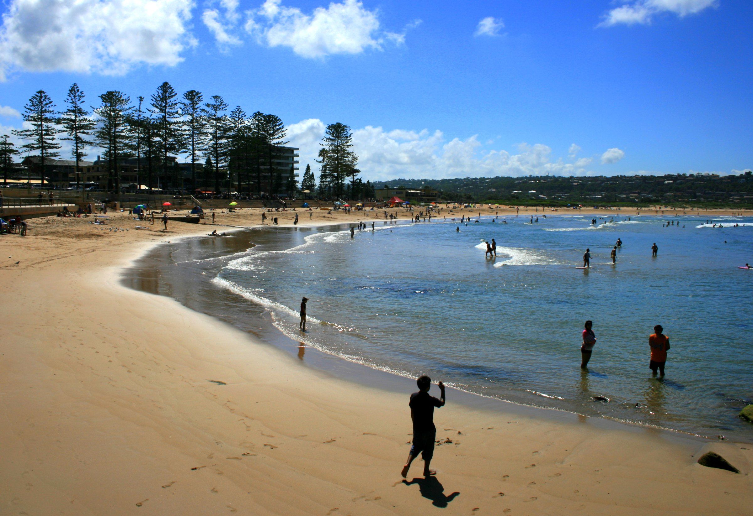 Dee Why Beach on a sunny day, people in the shallows and the Norfolk pines along the beachfront