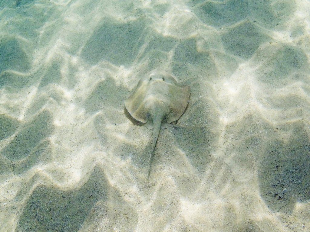 A stingaree resting on rippled sand under clear water in Gordons Bay