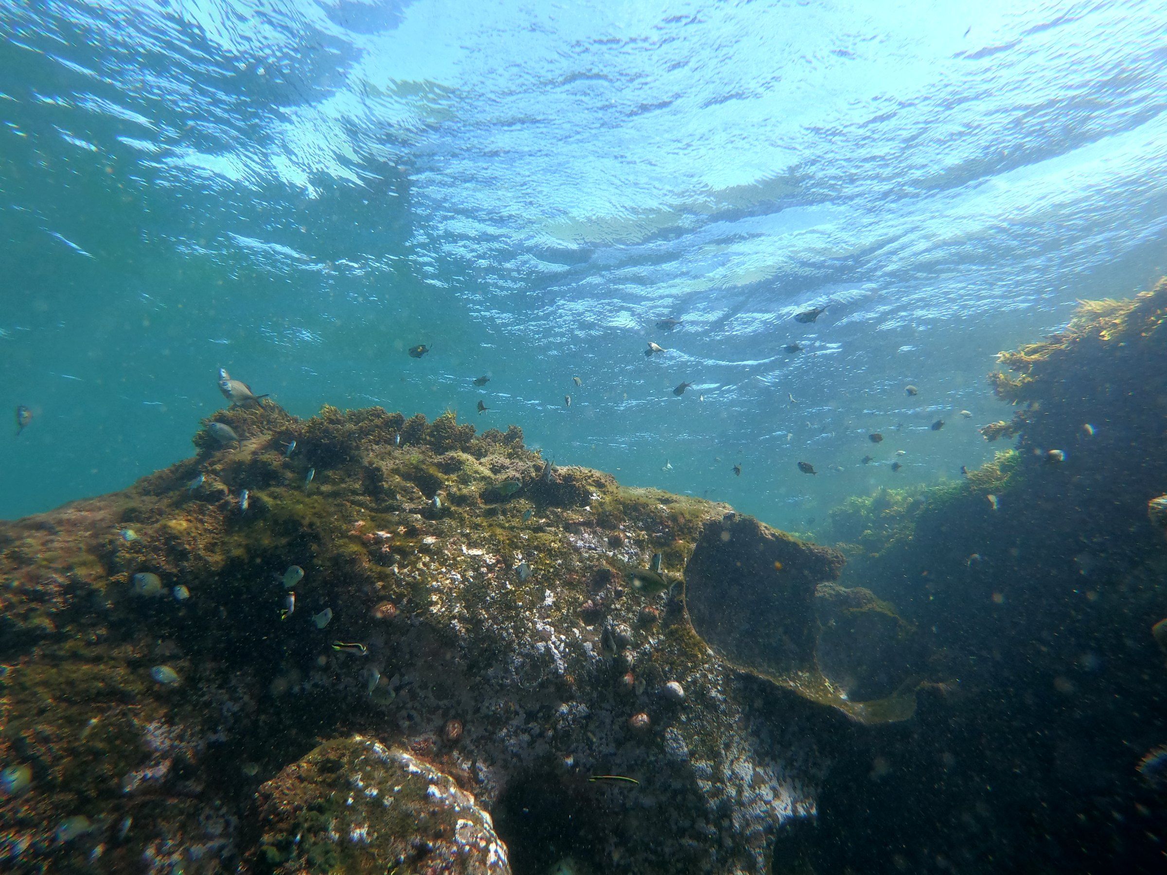 Kelp-covered rock and small fish under clear water in Long Reef Aquatic Reserve