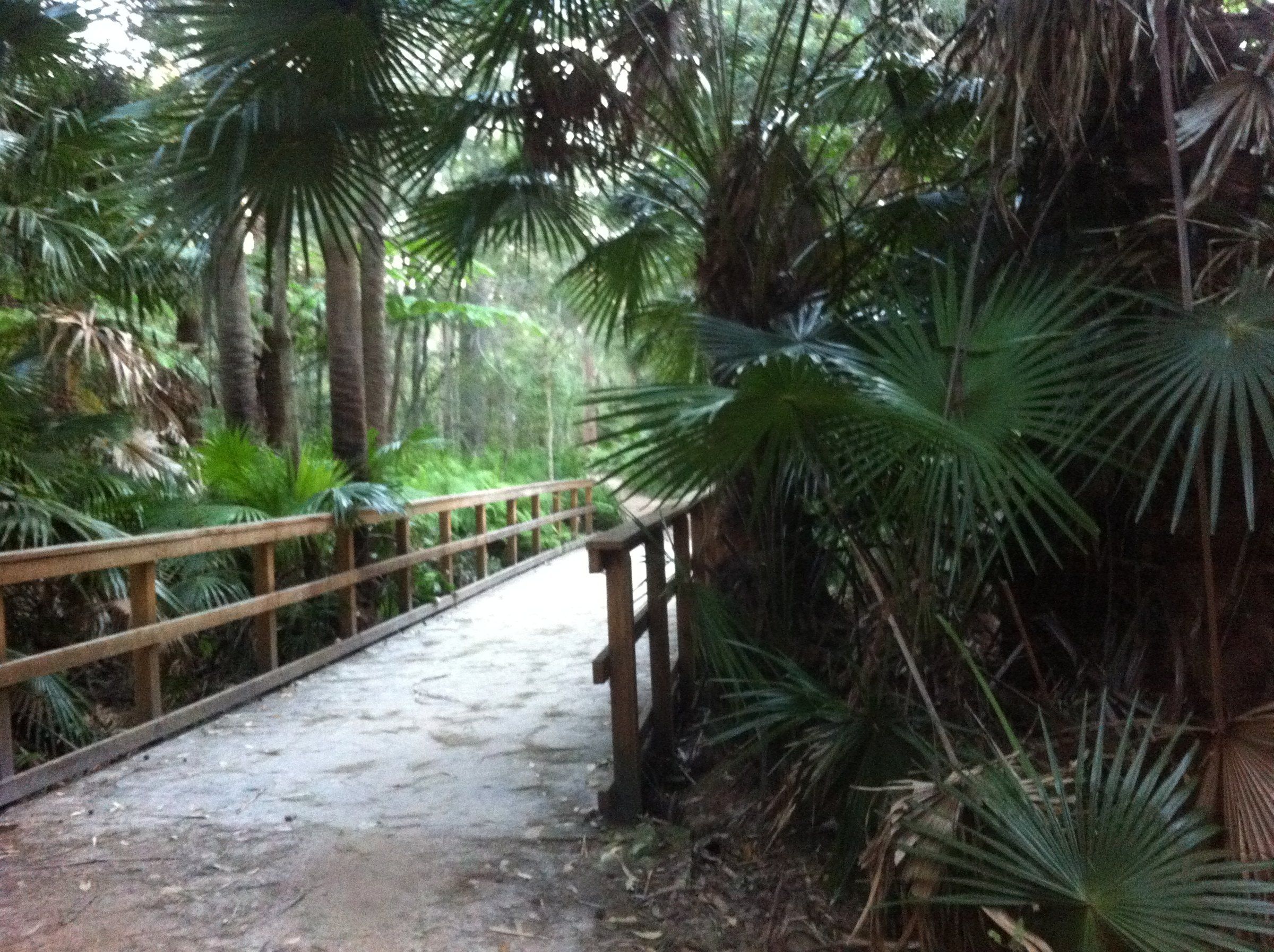 A boardwalk through palms on the Narrabeen Lagoon Trail