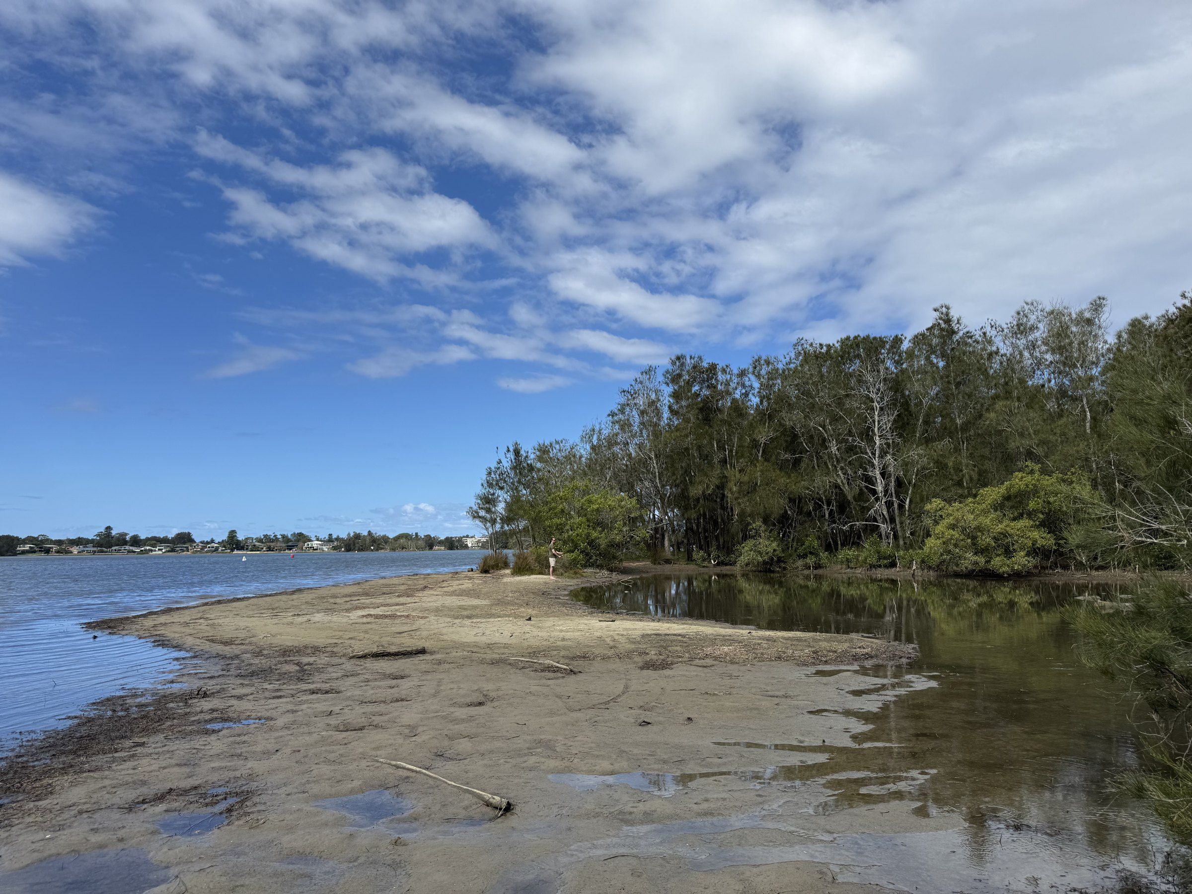 The shallow edge of Narrabeen Lagoon on a sunny day, trees along the shore