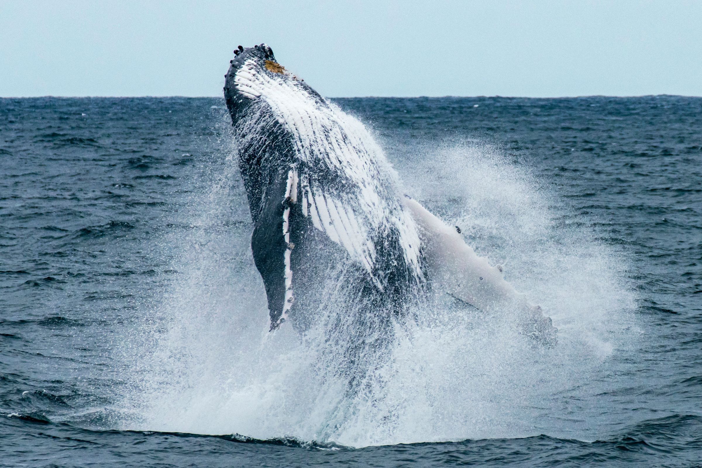 Humpback whale breaching off the Sydney coast