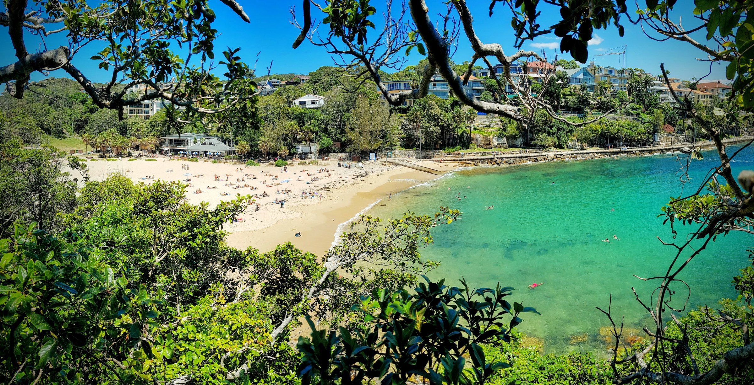 Shelly Beach in Manly seen through the trees from the headland, green water in Cabbage Tree Bay below